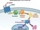Cell-style scientific figure with bold, colorful illustration