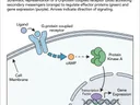 eLife-style scientific figure with clean, flat design