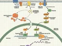 Nature-style scientific schematic with labeled components